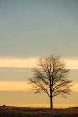 Fototapeta na wymiar Einzelner Baum am Morgen