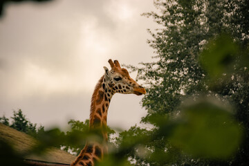 Spotting a giraffe through leaves