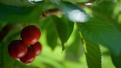 Tasty red cherry bunch hanging tree close up. Homegrown raw nutrition concept.