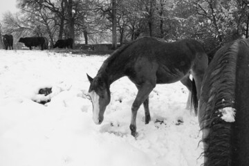 Horse in Texas winter snow closeup on farm