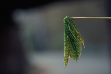 Erste, junge Blätter
