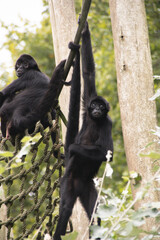 Two monkey's looking shocked at the camera