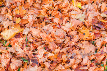Fototapeta na wymiar Red and orange autumn leaves background. Outside. This colorful image of fallen autumn leaves is perfect for seasonal use. Space for text.