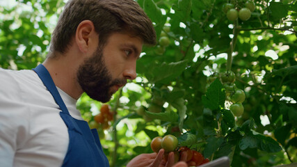 Agronomist collecting research with tablet tomato plants on plantation portrait