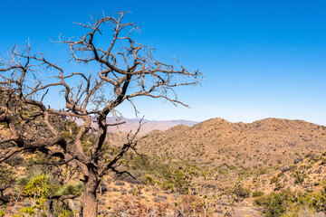 Fototapeta na wymiar Great desert landscape in Joshua Tree National Park
