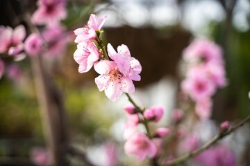 Fototapeta na wymiar Pink Blossom Peach Tree
