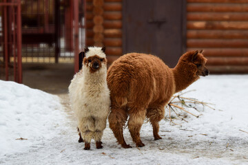 Llamas in the park's snow-covered paddock in spring