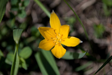 yellow flower