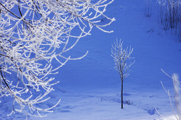 blue winter landscape with frosted trees and shadows