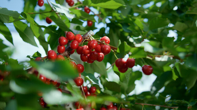 Red berry green leaf branch tree closeup. Countryside raw delicious cherry fruit