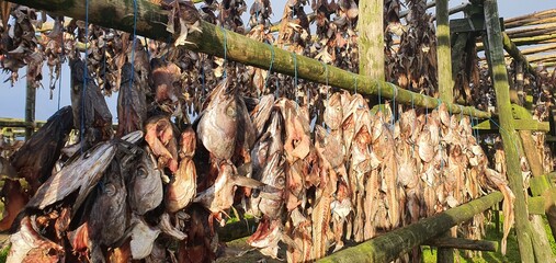 Secadero de pescado en islandia
