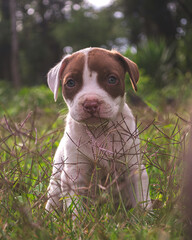 White and brown puppy sitting quietly