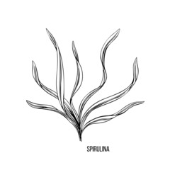 Algae - spirulina. Green and red edible algae. Black line ink sketch on a white background. Vector hand drawn illustration.