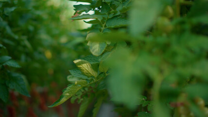Growing tomato ripening vegetable hanging in greenhouse plantation technology.