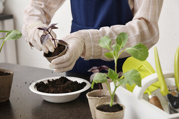 Woman planting young seedlings on table, closeup