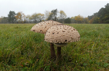 Two edible mushrooms in a meadow. It's a Macrolepiota procera or the parasol mushroom.