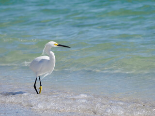 Snowy Egret (Egretta thula) walking along the Gulf of Mexico under a clear blue sky catching fish at St. Pete Beach, Florida.