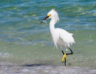 Snowy Egret (Egretta thula) walking along the Gulf of Mexico under a clear blue sky catching fish at St. Pete Beach, Florida.