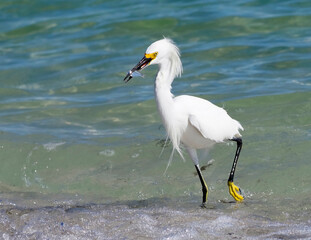 Snowy Egret (Egretta thula) walking along the Gulf of Mexico under a clear blue sky catching fish at St. Pete Beach, Florida.