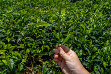 Fototapeta na wymiar Child's tourist hand hold tea sprout against background of plantation field. Watching the best kind of tea for importations. Close up of fresh green leaves. High quality photo