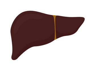 Vector illustration of liver icon. Human internal organ on white background.