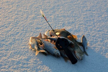 Winter fishing on the river, roach and perch fishing.

