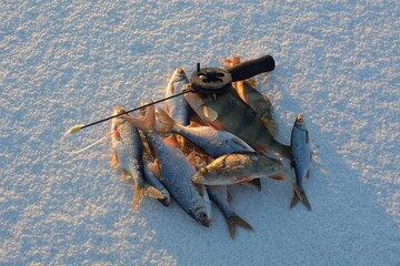 Winter fishing on the river, roach and perch fishing.
