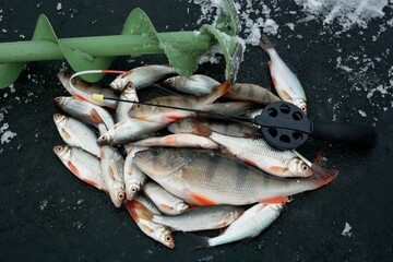 Winter fishing on the river, roach and perch fishing.
