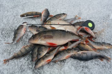 Winter fishing on the river, roach and perch fishing.
