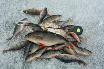 Winter fishing on the river, roach and perch fishing.
