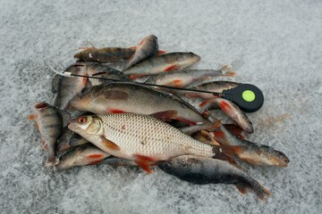 Winter fishing on the river, roach and perch fishing.
