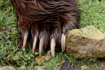 Brown bear paw and claws close up,