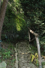 bridge in the forest