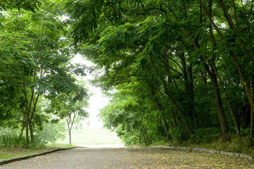 Tree alley in beautiful city park