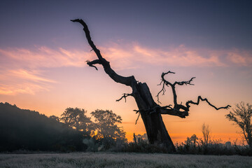 Lonely oak tree on the field at sunrise