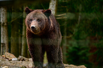Natural National Park of Ukraine Synevyrska Polyana and its inhabitants are brown bears.