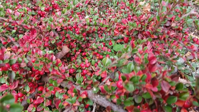 Red ripe cotoneaster berries on the branches in the garden. Red berries, green leaves, autumn harvest. A beautiful plant for the garden.