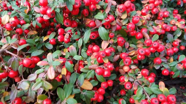 Red ripe cotoneaster berries on the branches in the garden. Red berries, green leaves, autumn harvest. A beautiful plant for the garden.