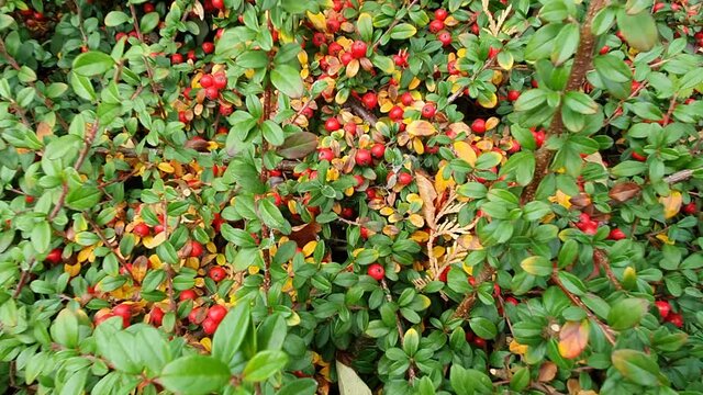 Red ripe cotoneaster berries on the branches in the garden. Red berries, green leaves, autumn harvest. A beautiful plant for the garden.