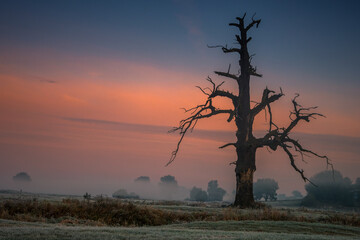 Lonely oak tree on the field at sunrise