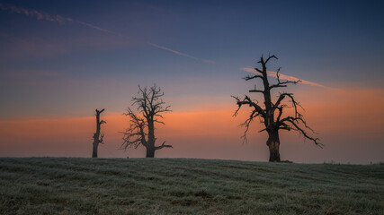 Fototapeta na wymiar Lonely oak tree on the field at sunrise
