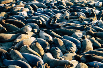 big group of sea lions relaxing in the sun at the pier in san francisco, united states of america