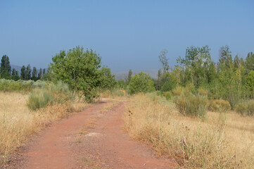 Fototapeta premium rural road with bushes in the Sierra de Alcaraz in Albacete, Spain