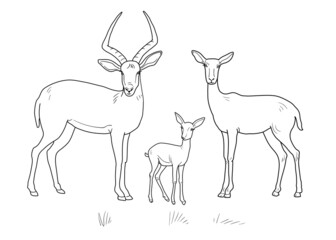 family of Antelopes. Isolated vector on white background. Coloring pages.
