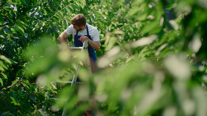 Naklejka na ściany i meble Man agronomist picking organic cherry fruits in sunny summer orchard concept