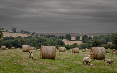 sheep in the field