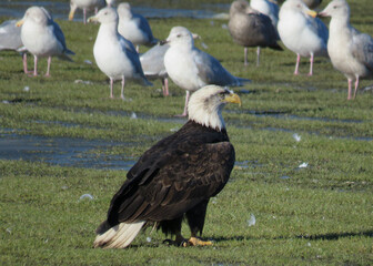 Bald Eagle in the company of seagulls