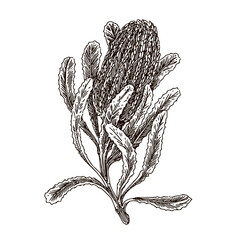 Branch of banksia flower. Sketch. Engraving style. Vector illustration.