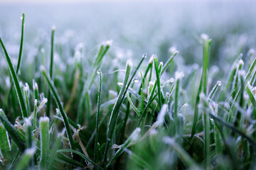 Morning dew froze on a green grass. First frost. Preparing the lawn for wintering. Close-up. Copy space. Banner. Late autumn. Conceptual background of weather forecast. Nature detail. Winter season