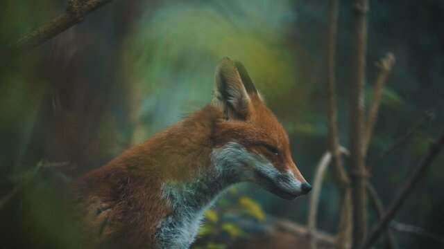 Renard qui baille 
